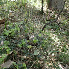 Acrotriche divaricata