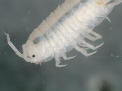 Androniscus dentiger