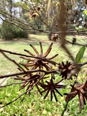 Eucalyptus conferruminata