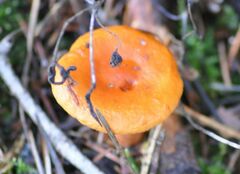Lactarius aurantiacus