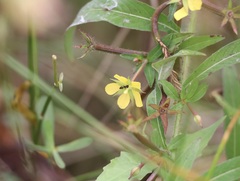 Ludwigia