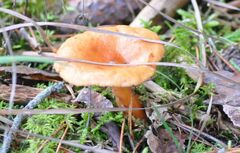 Lactarius aurantiacus