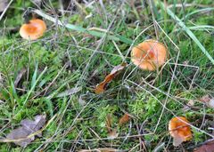Lactarius aurantiacus