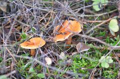 Lactarius aurantiacus