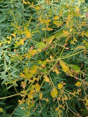 Euphorbia ceratocarpa