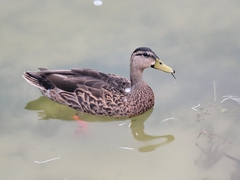 Anas platyrhynchos × fulvigula