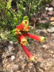 Erica densifolia
