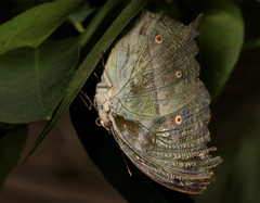 Protogoniomorpha parhassus