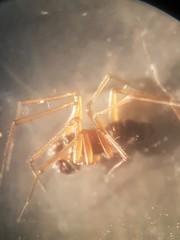 Bathyphantes approximatus