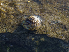 Bembicium nanum