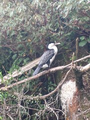 Phalacrocorax varius varius