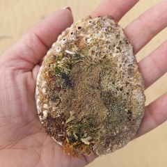 Haliotis midae