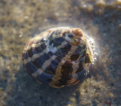 Austrocochlea porcata