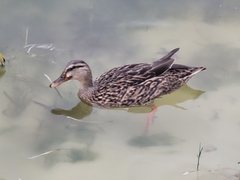 Anas platyrhynchos × fulvigula