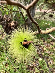 Eucalyptus conferruminata