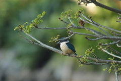 Todiramphus sanctus vagans