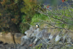 Todiramphus sanctus vagans