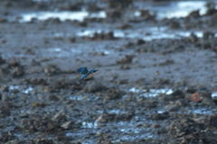 Todiramphus sanctus vagans