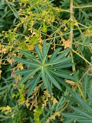 Euphorbia ceratocarpa