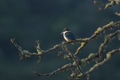 Todiramphus sanctus vagans