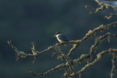 Todiramphus sanctus vagans