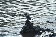 Todiramphus sanctus vagans