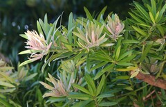 Podocarpus latifolius
