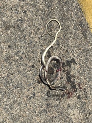 Masticophis fuliginosus