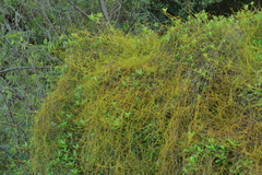 Cassytha paniculata
