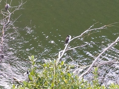 Phalacrocorax varius varius
