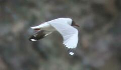 Chroicocephalus brunnicephalus