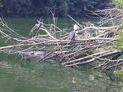 Phalacrocorax varius varius