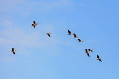 Dendrocygna javanica