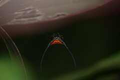 Macracantha arcuata