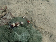 Ancylocaris brevicarpalis