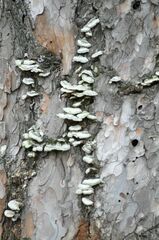 Trichaptum abietinum