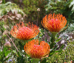 Leucospermum × hybridum