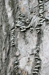 Trichaptum abietinum