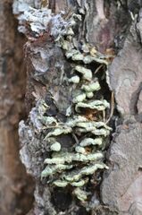 Trichaptum abietinum