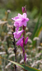 Watsonia borbonica