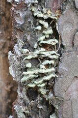 Trichaptum abietinum