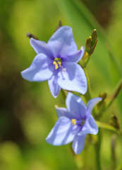 Aristea pusilla