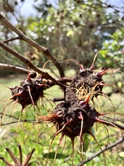 Eucalyptus conferruminata