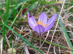 Crocus speciosus