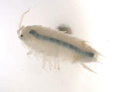 Androniscus dentiger