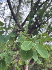Dais cotinifolia