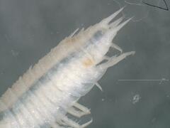 Androniscus dentiger