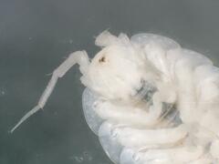 Androniscus dentiger