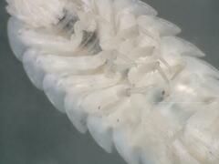 Androniscus dentiger