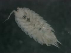 Androniscus dentiger